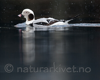 BB 12 0519 / Clangula hyemalis / Havelle